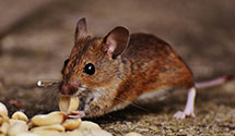 24 Hour & Emergency Exterminators in Folsom, PA